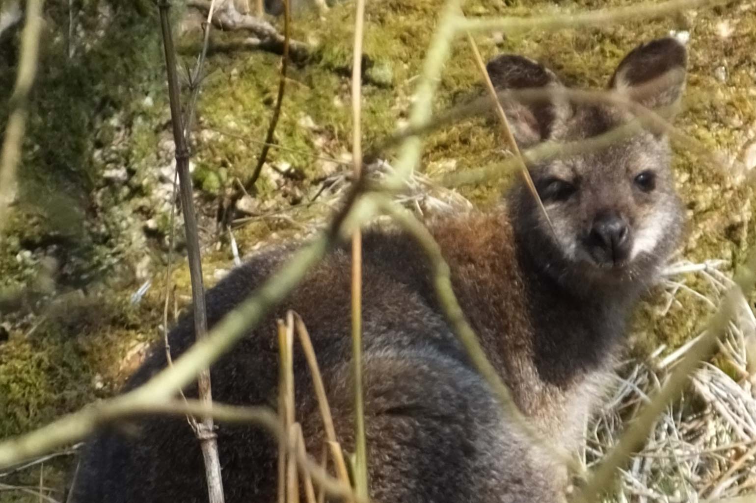 Wallaby Walk Isle of Man Wallaby Walk. Isle of Man Nature
