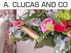 A. Clucas & Co Florists